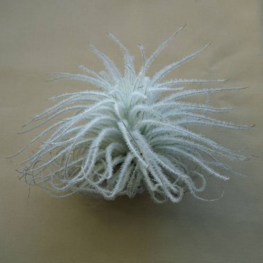 Tillandsia Brom yan görünümden