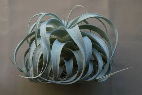 Tillandsia xerographica görünümü tarafından gelen