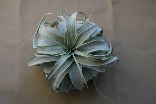 Tillandsia xerographica üst görünümden