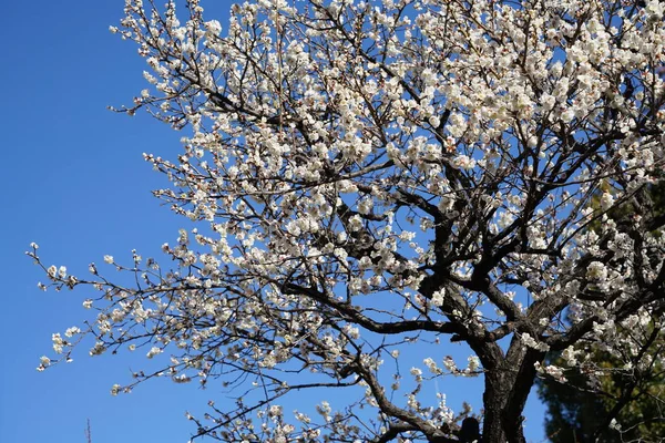 Weiße Blüten des japanischen Pflaumenbaums (Ume auf Japanisch) im zeitigen Frühling unter blauem Himmel — Stockfoto