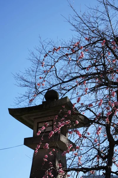 Pink blossoms of japanese plum tree (Ume in japanese) in early spring under blue sky — Stock Photo, Image