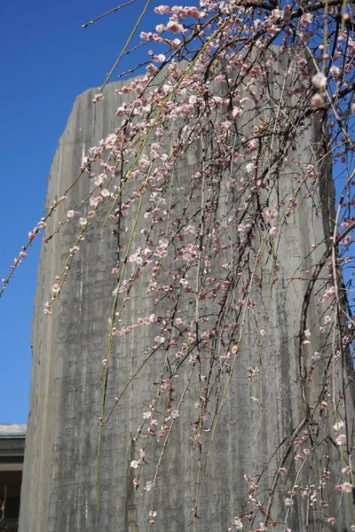 Růžové květy japonských švestka (Ume v japonštině) brzy na jaře pod modrou oblohou — Stock fotografie