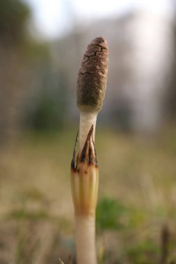 Sığ Dof ile vurdu tahta at kuyruğu (Equisetum sylvaticum),