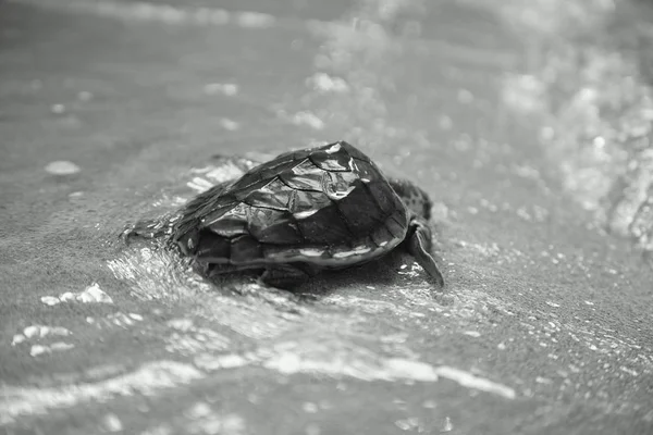 Μωρό θαλάσσια χελώνα που επιστρέφει στη θάλασσα — Φωτογραφία Αρχείου