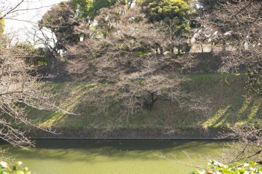 Bir hafta önce sakura(cherry blossom) Chidorigafuchi, Tokyo, tam çiçeklenme ulaşmak