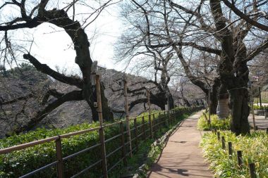 Bir hafta önce sakura(cherry blossom) Chidorigafuchi, Tokyo, tam çiçeklenme ulaşmak