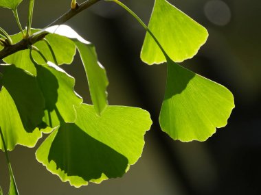 Gingko sonbaharda yaprakları