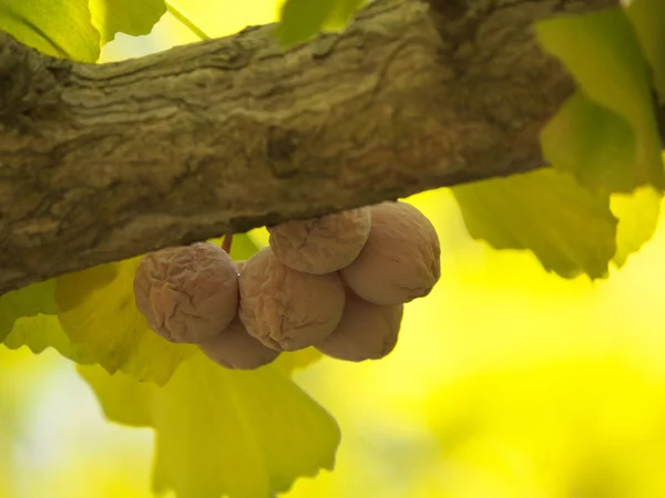 Gingko sonbaharda yaprakları