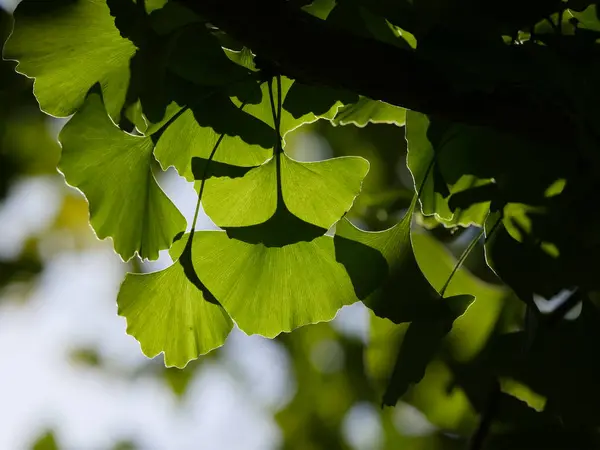 Gingko bladeren in de herfst — Stockfoto