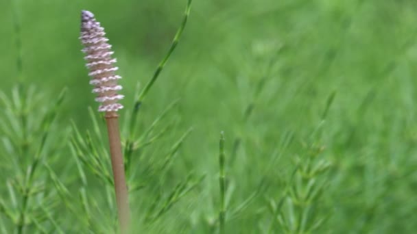 Wood horsetail (Equisetum sylvaticum), shot with shallow DOF — Stock Video