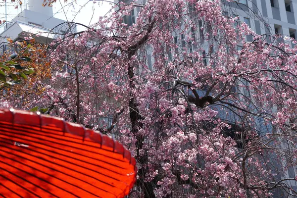 Сакура, веселим цвітіння в Токіо — стокове фото