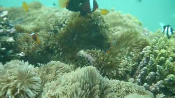 サヌール、バリ島で魚 — ストック動画