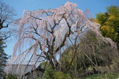 kiraz veya prunus spachiana veya shidare kiraz veya shidare zakura ağlayan