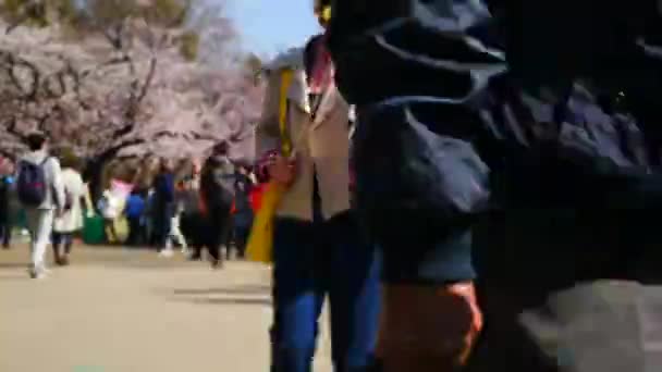 Observación de flores de cerezo en el Parque Ueno — Vídeo de stock