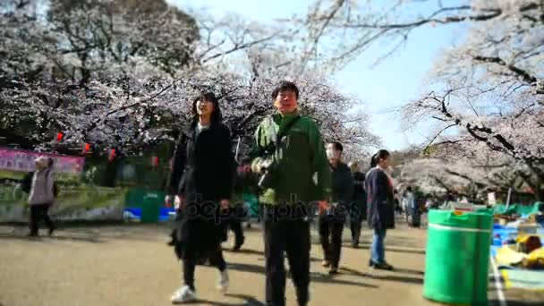 Observación de flores de cerezo en el Parque Ueno — Vídeo de stock