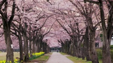 Cherry blossom Caddesi'nden şafak Takarano Park'ta Tokyo