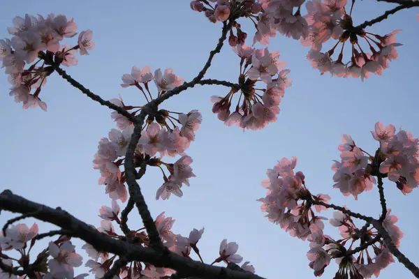 Kirschblüte im Takarano Park im Morgengrauen in Tokio — Stockfoto