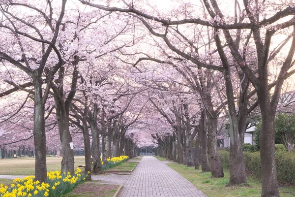 Kwiat wiśni avenue Park Takarano o świcie w Tokio — Zdjęcie stockowe