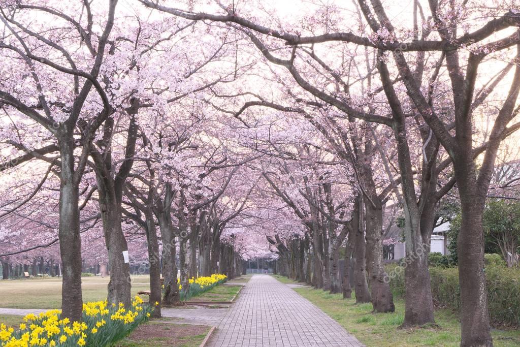 Cherry blossom avenue at Takarano park at dawn in Tokyo