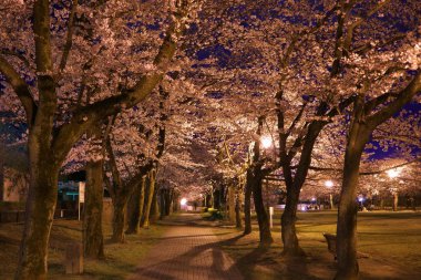 Tokyo 'da nght at Takarano parkta kiraz çiçeği Caddesi