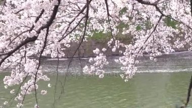Kiraz çiçeği, sakura, yaprakları su üzerinde düşmüş