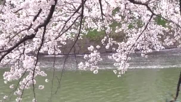 Ανθισμένες κερασιές, sakura, πέταλα πέσει στο νερό — Αρχείο Βίντεο