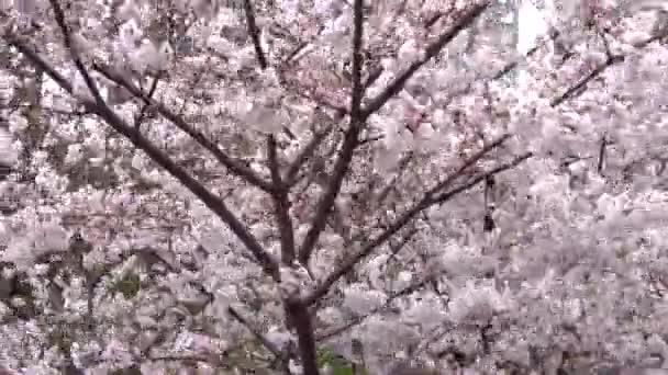 Las flores alegres, sakura, resisten los fuertes vientos — Vídeos de Stock