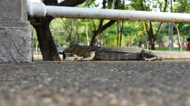 su monitör lizard(Varanus salvator) Lumphini Park, Bangkok