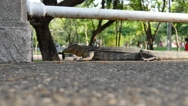 Water monitor lizard(Varanus salvator) at Lumphini park, Bangkok — Stock Video