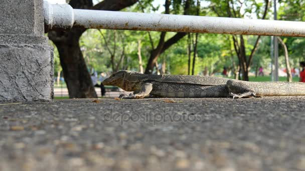 Lagarto monitor de água (Varanus salvator) no parque Lumphini, Bangkok — Vídeo de Stock