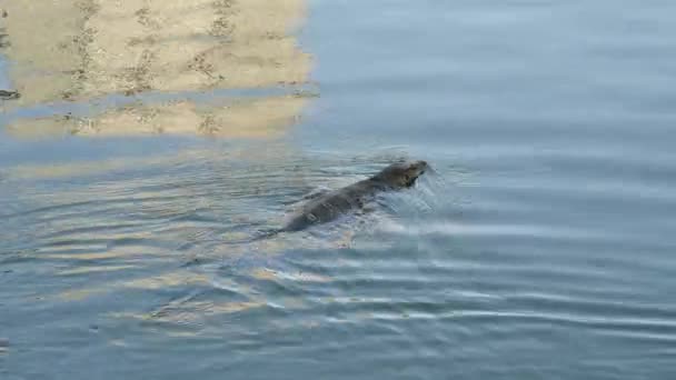 Water monitor lizard(Varanus salvator) in het Lumphini park, Bangkok — Stockvideo