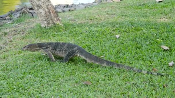 Lagarto monitor de água (Varanus salvator) no parque Lumphini, Bangkok — Vídeo de Stock