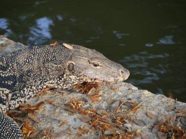su monitör lizard(Varanus salvator) Lumphini Park, Bangkok
