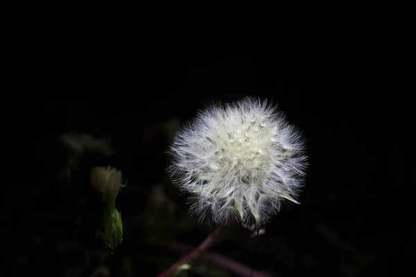 Parachute ball of dandelion on black background — Stock Photo, Image