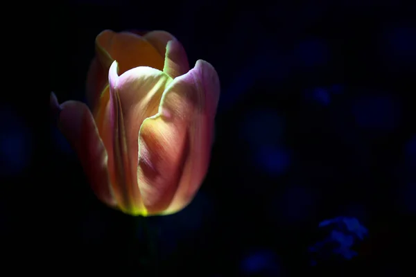Тюльпан на черном фоне — стоковое фото