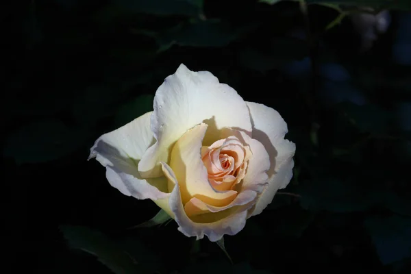Closeup of rose, Grand Prize, — Stock Photo, Image