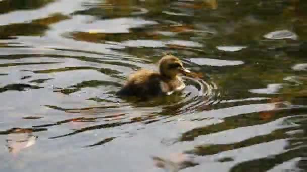 Ducks and ducklings swimming in the water close-up. — Stock Video