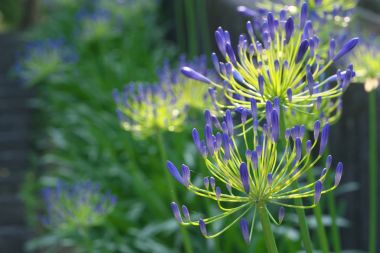 Agapanthus africanus veya Afrika lily
