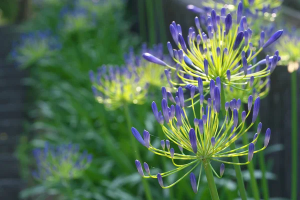 Agapanthus africanus or African lily