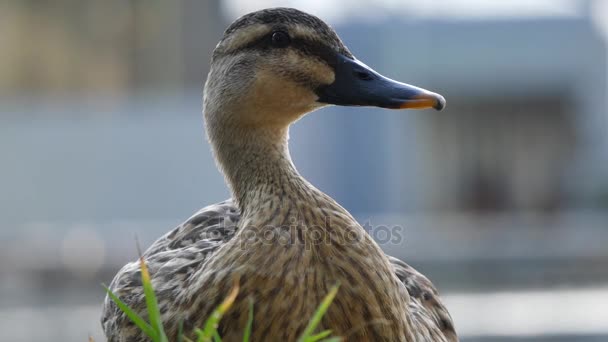 Cautious wild parent duck — Stock Video