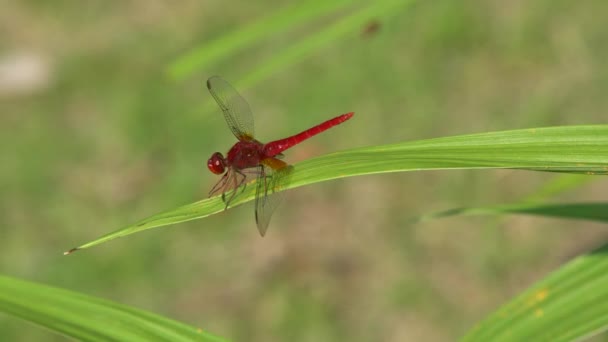 Красная стрекоза отдыхает на листе — стоковое видео