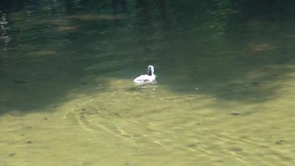 Pato de bebê perseguindo um inseto em uma lagoa — Vídeo de Stock