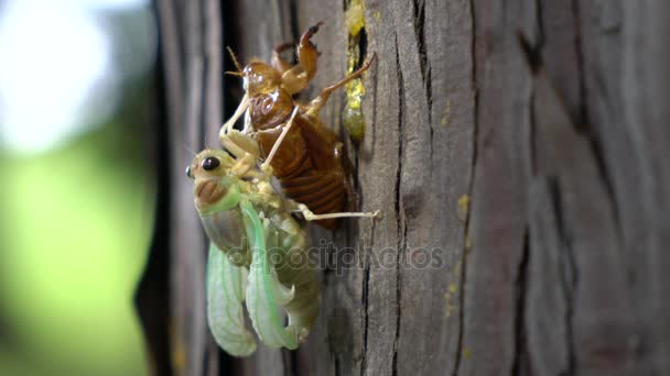 Ağustosböcekleri uğultu ile ağustosböceği çıkması — Stok video