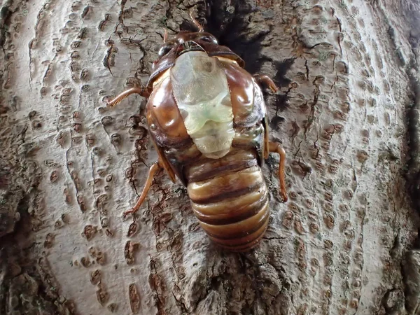 Closeup of Emergence of cicada — Stock Photo, Image