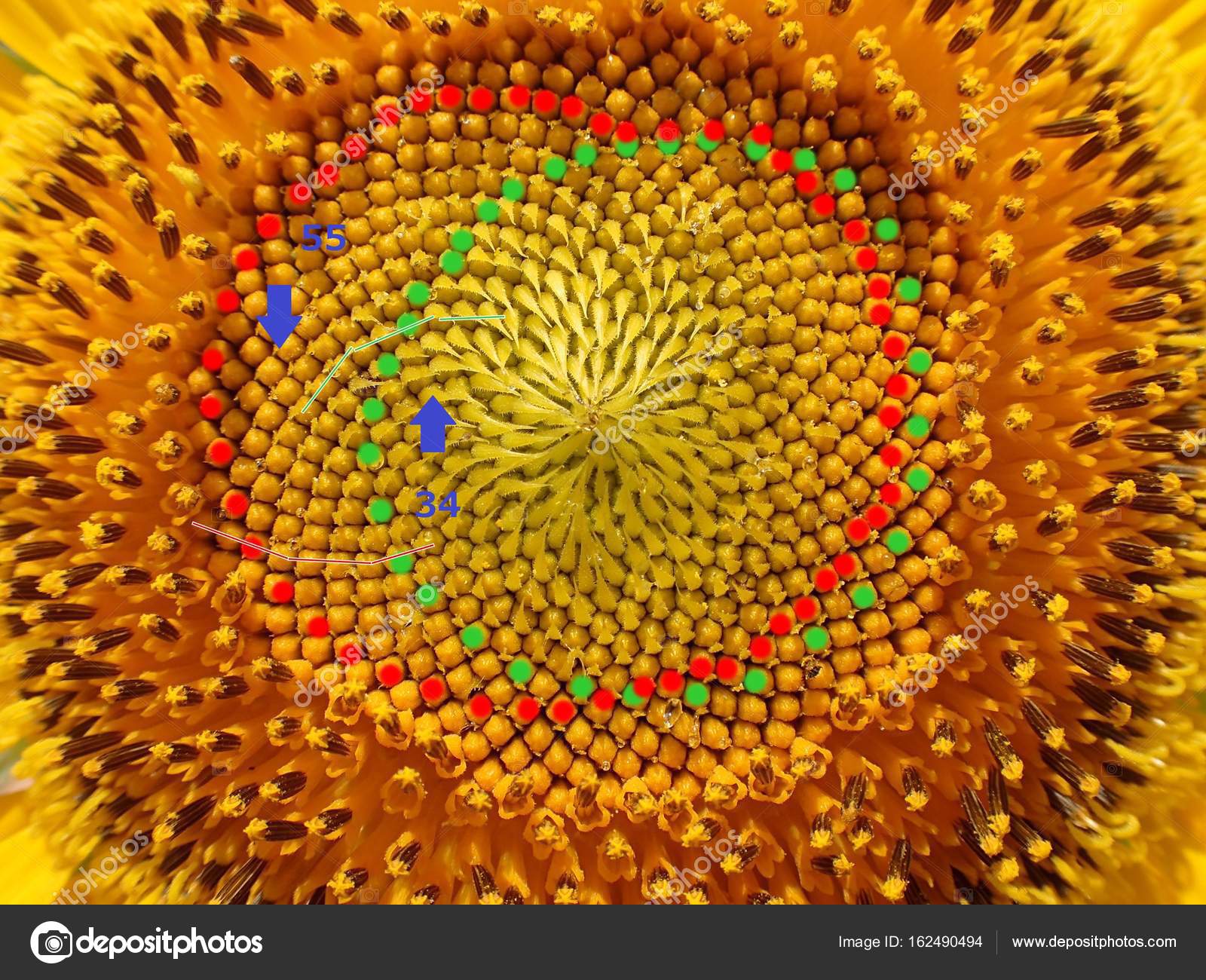Fibonacci Numbers Of Sunflower Seed Spirals Stock Photo Image By C Khunta Fibonacci Numbers Of Sunflower Seed Spirals Stock Photo Image By C Khunta