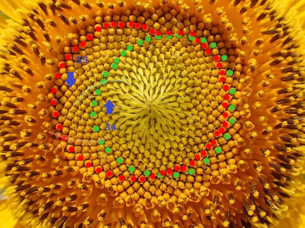 Fibonacci sayıları, ayçiçeği tohumu spiraller