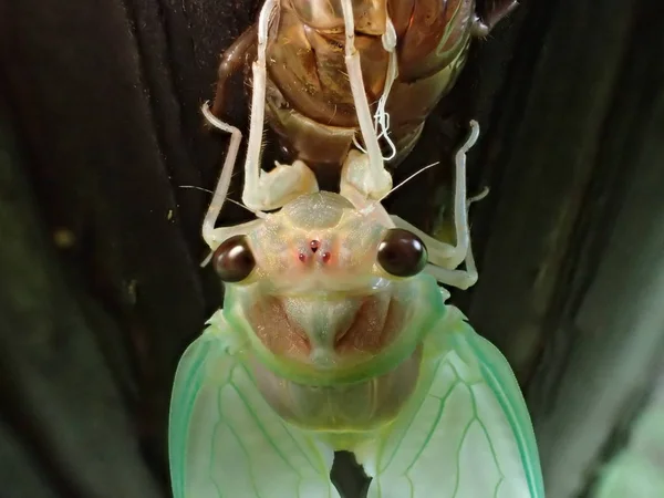 Nahaufnahme des Gesichts der Zikade beim Auftauchen — Stockfoto