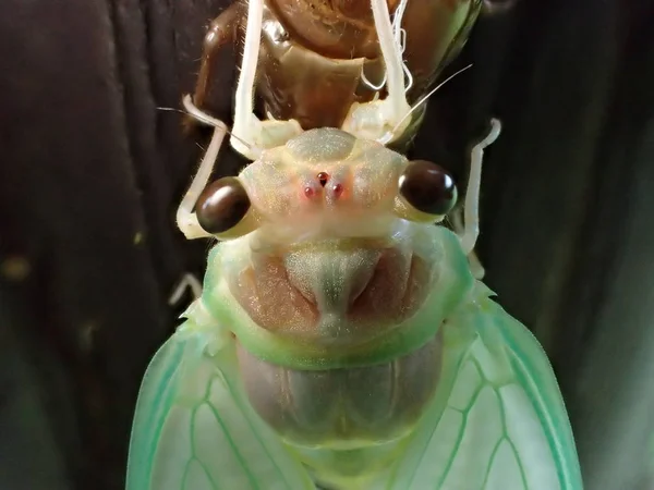 Nahaufnahme des Gesichts der Zikade beim Auftauchen — Stockfoto
