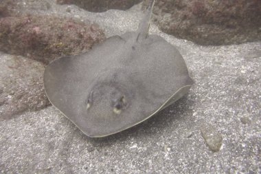 Deniz dibinde kırmızı stingray