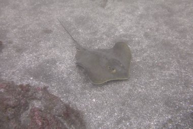 Deniz dibinde kırmızı stingray